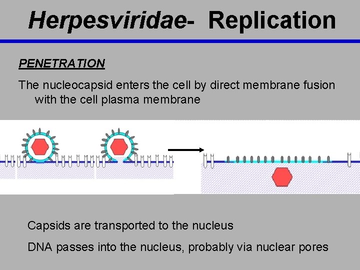 Herpesviridae- Replication PENETRATION The nucleocapsid enters the cell by direct membrane fusion with the