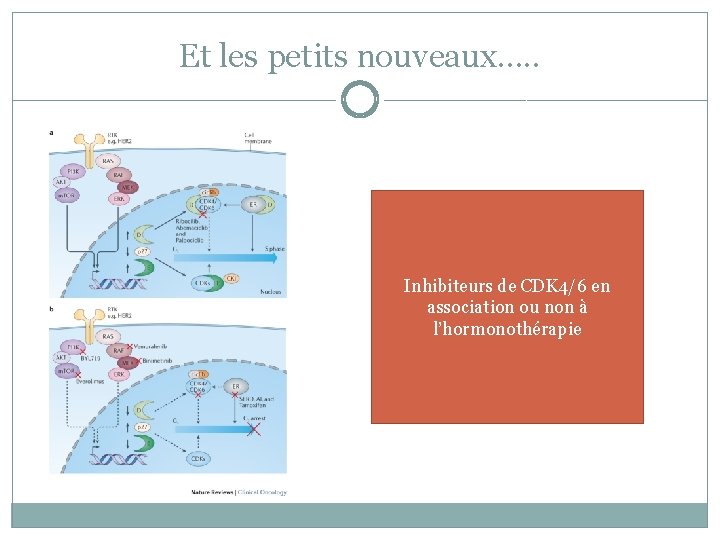 Et les petits nouveaux…. . Inhibiteurs de CDK 4/6 en association ou non à