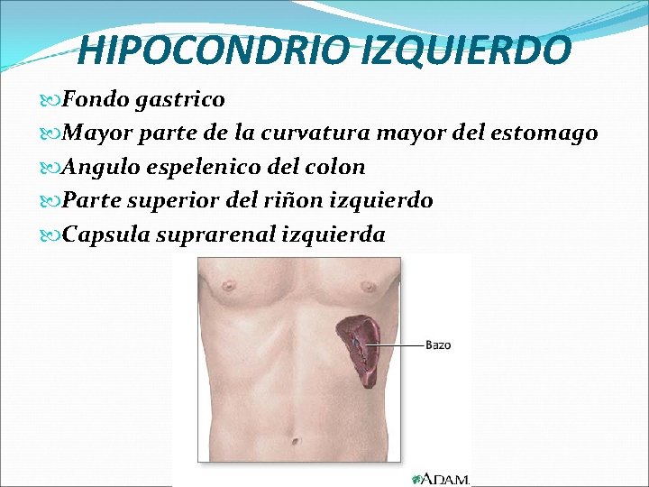 HIPOCONDRIO IZQUIERDO Fondo gastrico Mayor parte de la curvatura mayor del estomago Angulo espelenico
