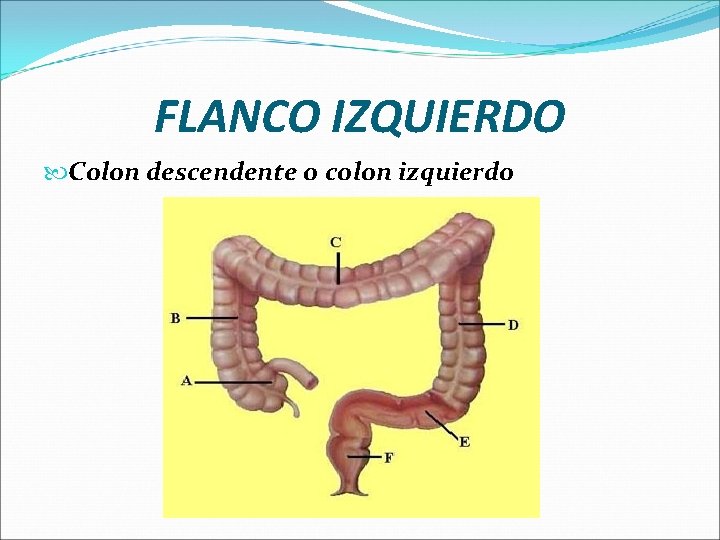 FLANCO IZQUIERDO Colon descendente o colon izquierdo 