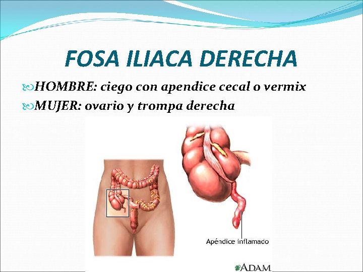 FOSA ILIACA DERECHA HOMBRE: ciego con apendice cecal o vermix MUJER: ovario y trompa