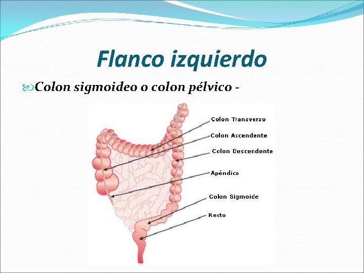 Flanco izquierdo Colon sigmoideo o colon pélvico - 