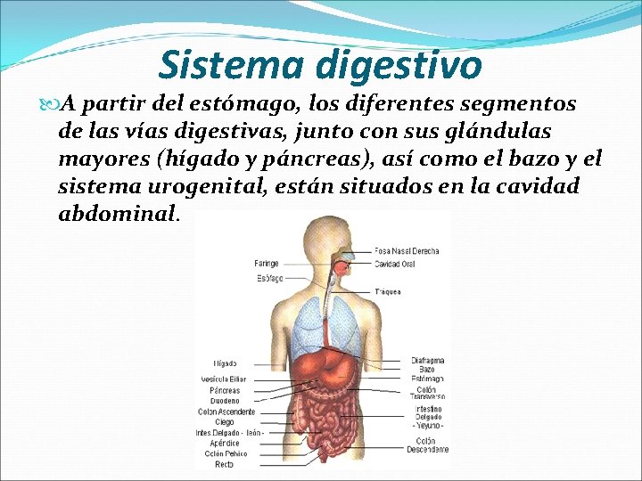 Sistema digestivo A partir del estómago, los diferentes segmentos de las vías digestivas, junto