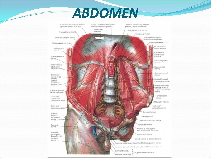 ABDOMEN 