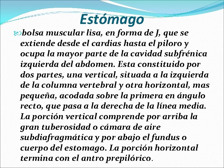 Estómago bolsa muscular lisa, en forma de J, que se extiende desde el cardias