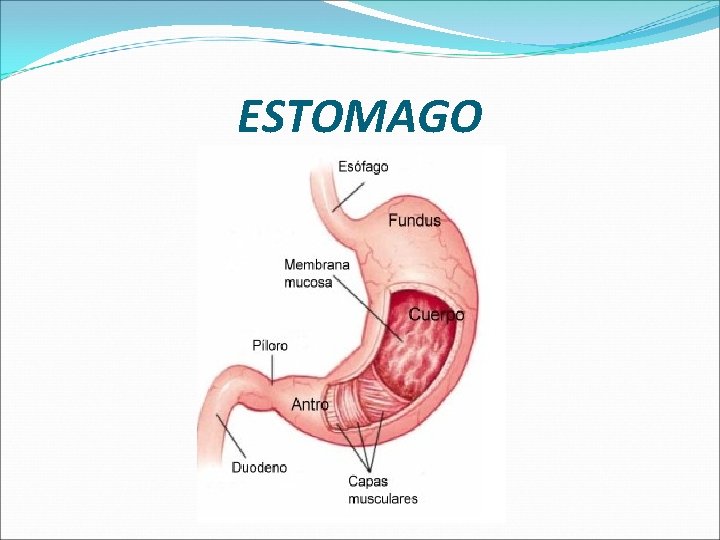 ESTOMAGO 