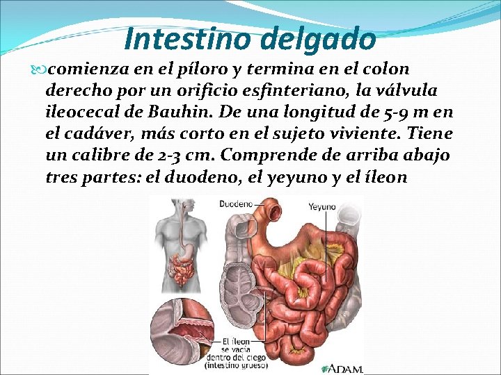 Intestino delgado comienza en el píloro y termina en el colon derecho por un