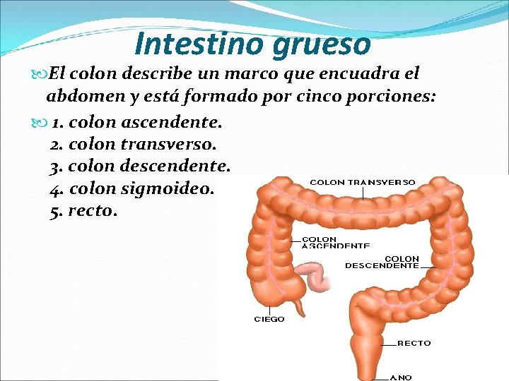 Intestino grueso El colon describe un marco que encuadra el abdomen y está formado