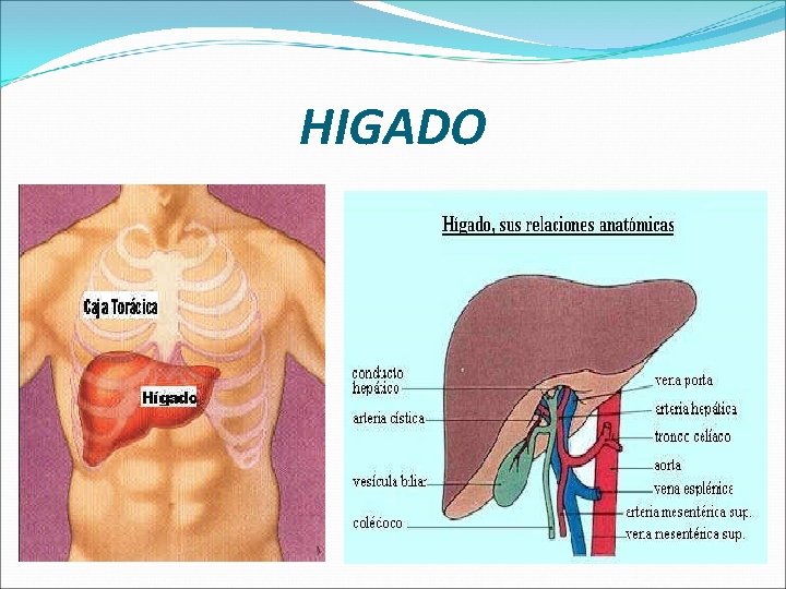 HIGADO 