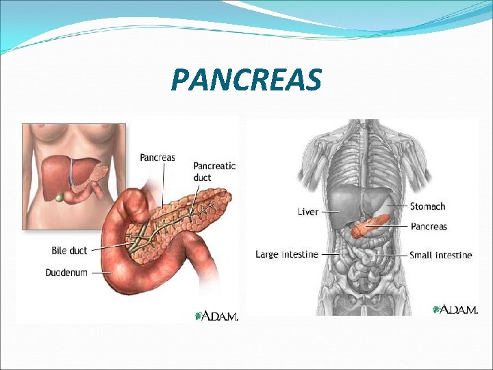 PANCREAS 