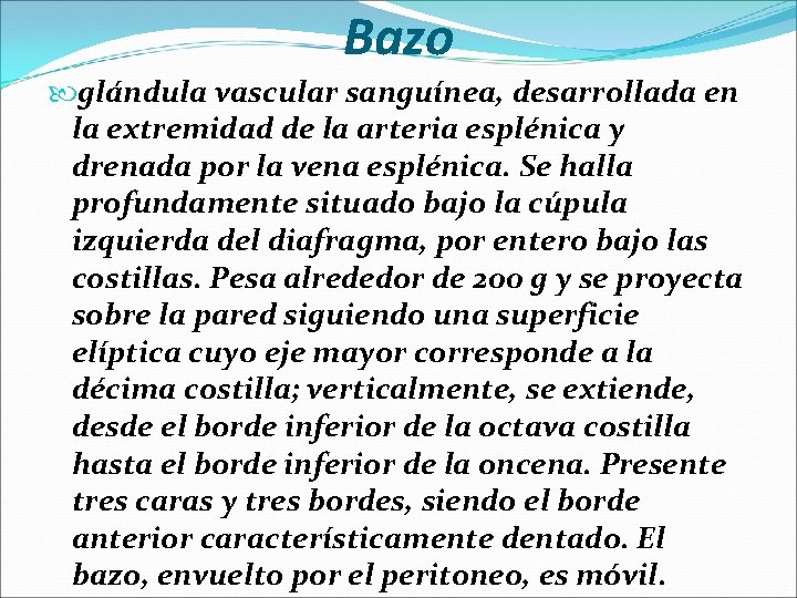 Bazo glándula vascular sanguínea, desarrollada en la extremidad de la arteria esplénica y drenada