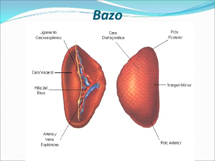 Bazo 