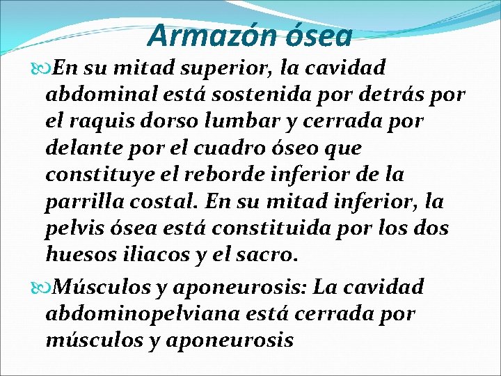 Armazón ósea En su mitad superior, la cavidad abdominal está sostenida por detrás por