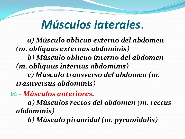 Músculos laterales. a) Músculo oblicuo externo del abdomen (m. obliquus externus abdominis) b) Músculo