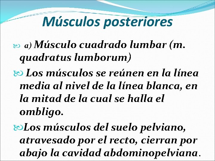 Músculos posteriores a) Músculo cuadrado lumbar (m. quadratus lumborum) Los músculos se reúnen en
