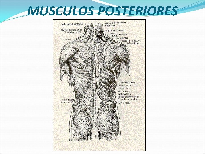 MUSCULOS POSTERIORES 