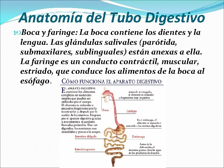 Anatomía del Tubo Digestivo Boca y faringe: La boca contiene los dientes y la