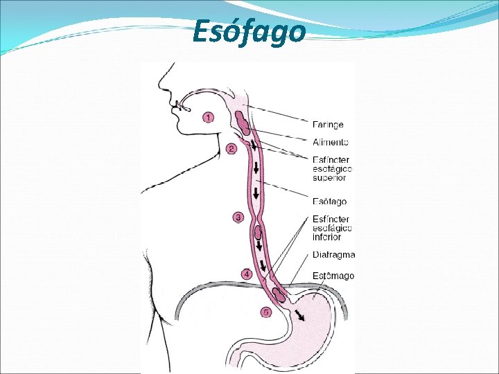 Esófago 