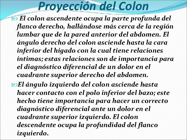 Proyección del Colon El colon ascendente ocupa la parte profunda del flanco derecho, hallándose