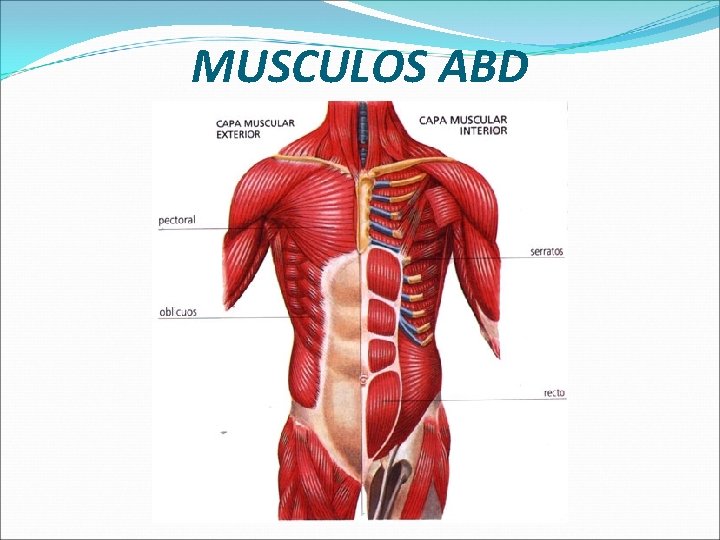 MUSCULOS ABD 