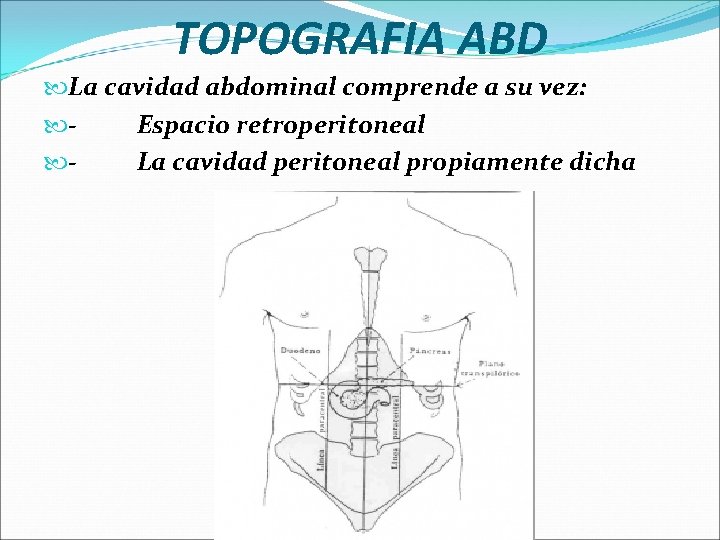 TOPOGRAFIA ABD La cavidad abdominal comprende a su vez: - Espacio retroperitoneal - La