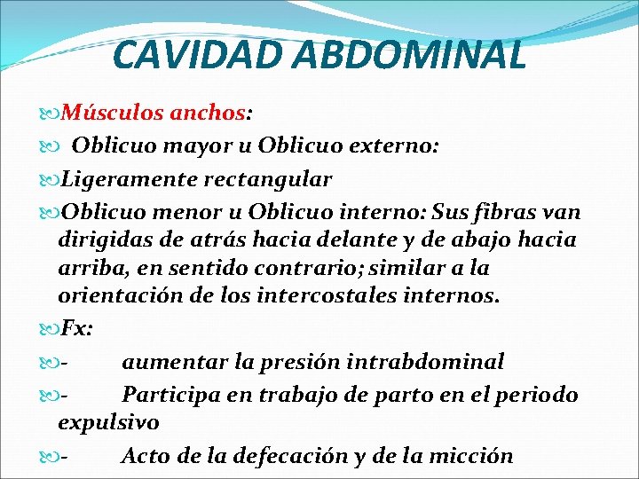 CAVIDAD ABDOMINAL Músculos anchos: Oblicuo mayor u Oblicuo externo: Ligeramente rectangular Oblicuo menor u