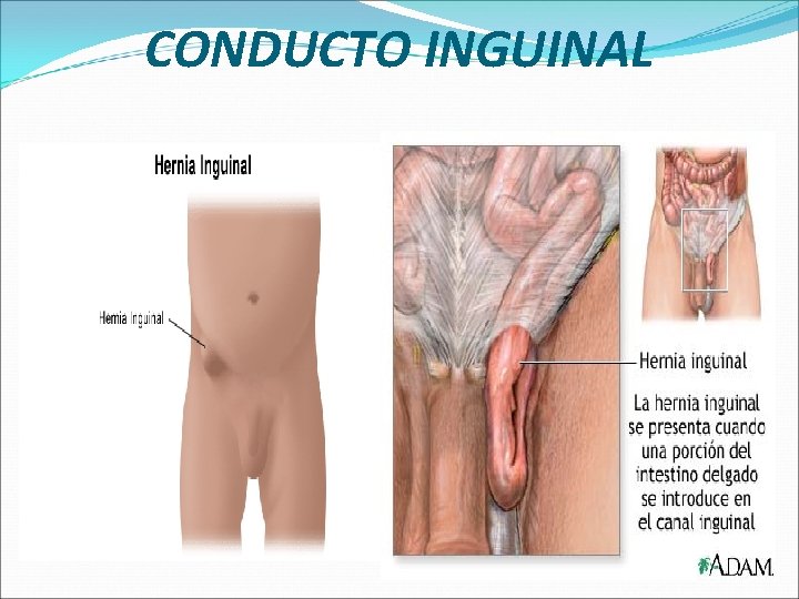 CONDUCTO INGUINAL 