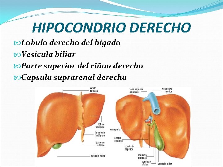 HIPOCONDRIO DERECHO Lobulo derecho del higado Vesicula biliar Parte superior del riñon derecho Capsula