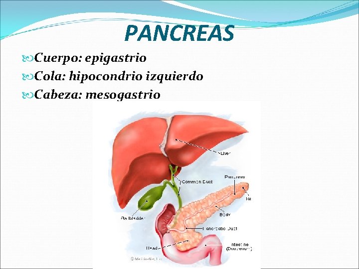 PANCREAS Cuerpo: epigastrio Cola: hipocondrio izquierdo Cabeza: mesogastrio 