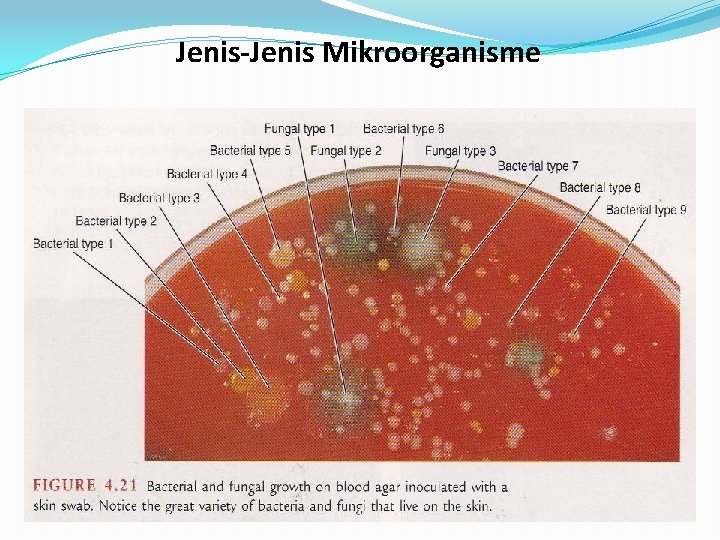 Jenis-Jenis Mikroorganisme 