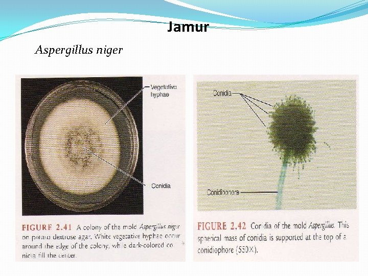 Jamur Aspergillus niger 
