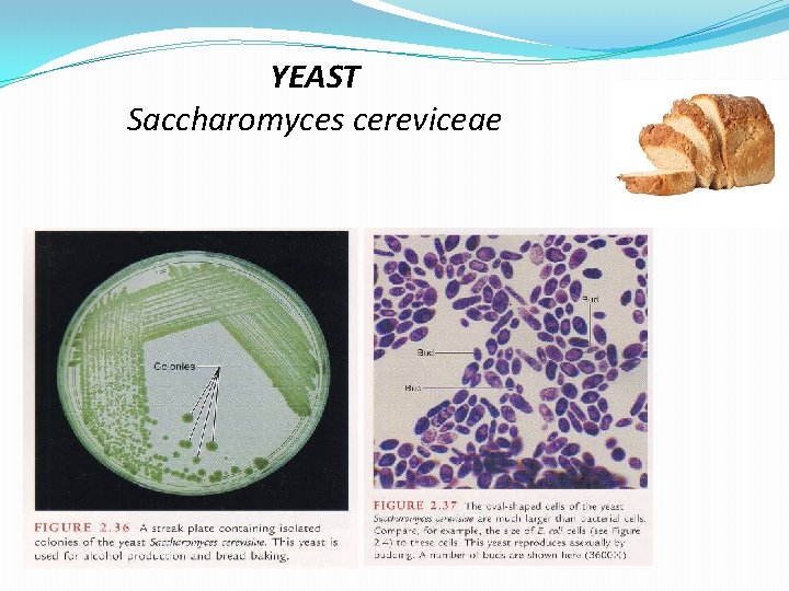 YEAST Saccharomyces cereviceae 