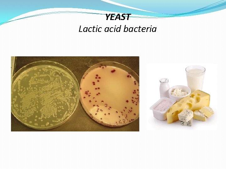 YEAST Lactic acid bacteria 