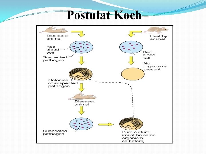 Postulat Koch 