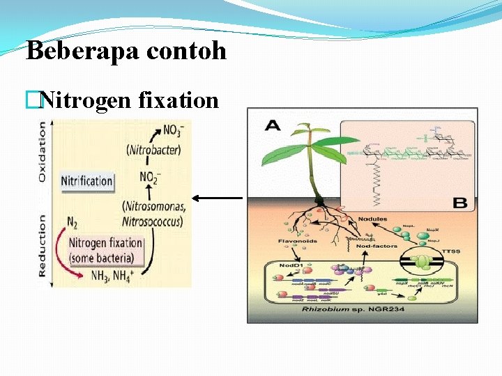 Beberapa contoh �Nitrogen fixation 