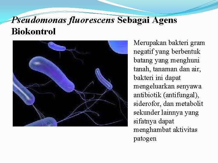 Pseudomonas fluorescens Sebagai Agens Biokontrol Merupakan bakteri gram negatif yang berbentuk batang yang menghuni