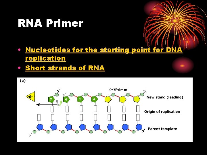 RNA Primer • Nucleotides for the starting point for DNA replication • Short strands