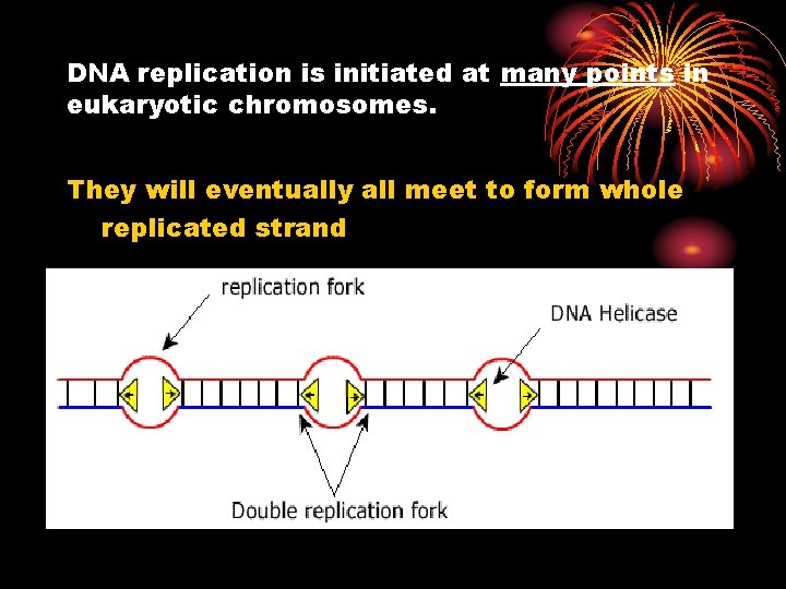DNA replication is initiated at many points in eukaryotic chromosomes. They will eventually all