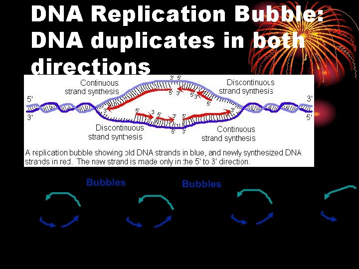 DNA Replication Bubble: DNA duplicates in both directions 