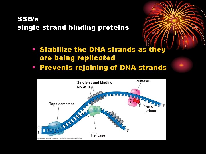 SSB’s single strand binding proteins • Stabilize the DNA strands as they are being