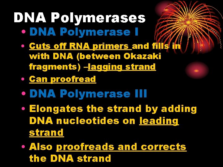 DNA Polymerases • DNA Polymerase I • Cuts off RNA primers and fills in