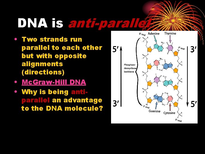 DNA is anti-parallel • Two strands run parallel to each other but with opposite