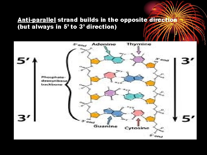 Anti-parallel strand builds in the opposite direction (but always in 5’ to 3’ direction)