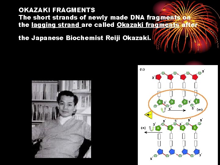 OKAZAKI FRAGMENTS The short strands of newly made DNA fragments on the lagging strand