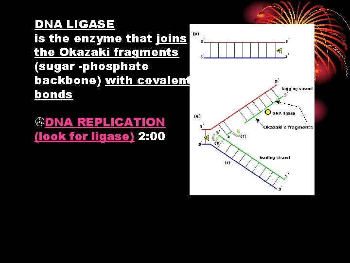 DNA LIGASE is the enzyme that joins the Okazaki fragments (sugar -phosphate backbone) with