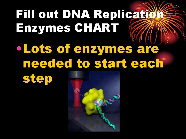 Fill out DNA Replication Enzymes CHART • Lots of enzymes are needed to start