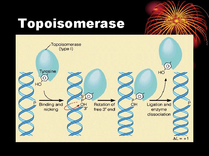 Topoisomerase 