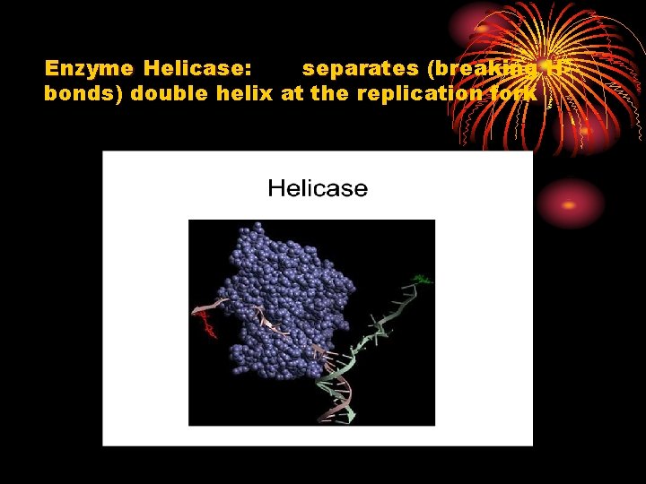 Enzyme Helicase: separates (breaking HHelicase bonds) double helix at the replication fork 