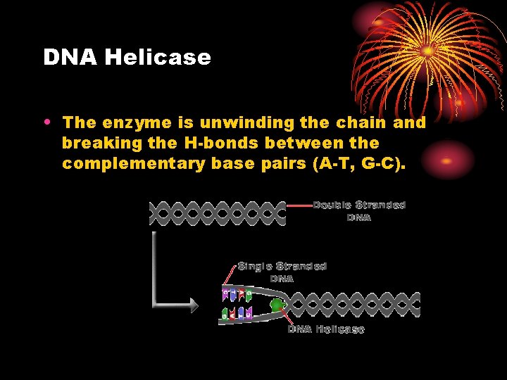 DNA Helicase • The enzyme is unwinding the chain and breaking the H-bonds between