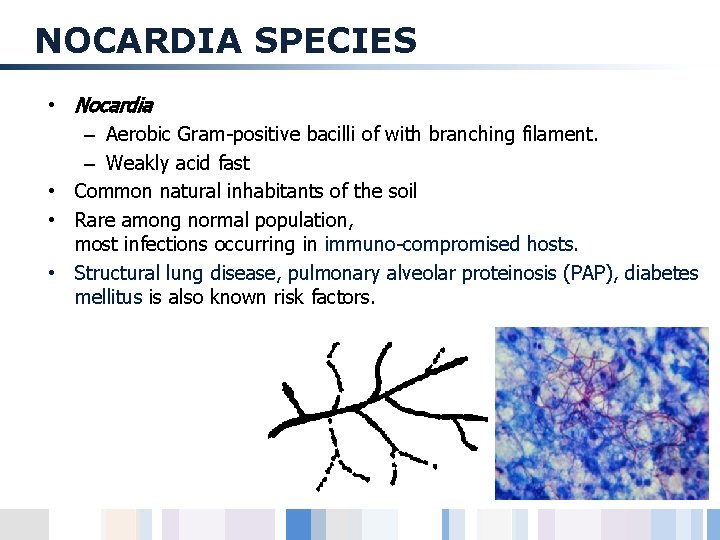 NOCARDIA SPECIES • Nocardia – Aerobic Gram-positive bacilli of with branching filament. – Weakly